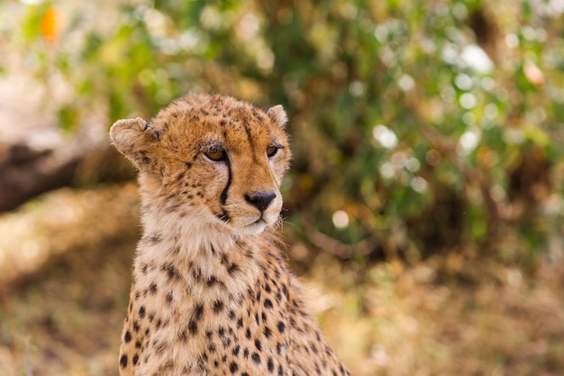 The head of a cheetah Masai Mara Kenya