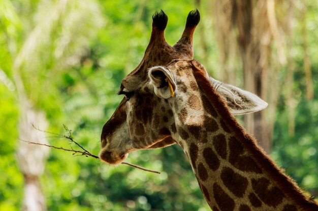 Head closeup of a giraffe walking in the forest.