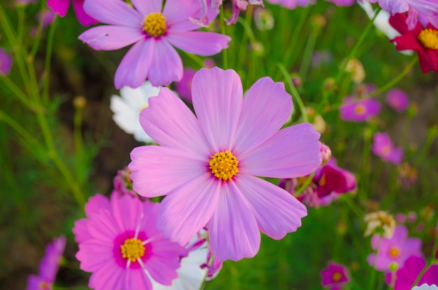 Head of cosmos flowers