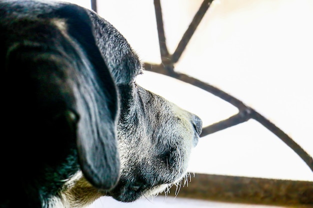 head of a dog in profile looking out of a lighted window.