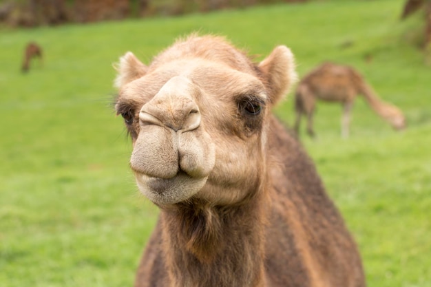 Head of a dromedary looking cheekily at the camera