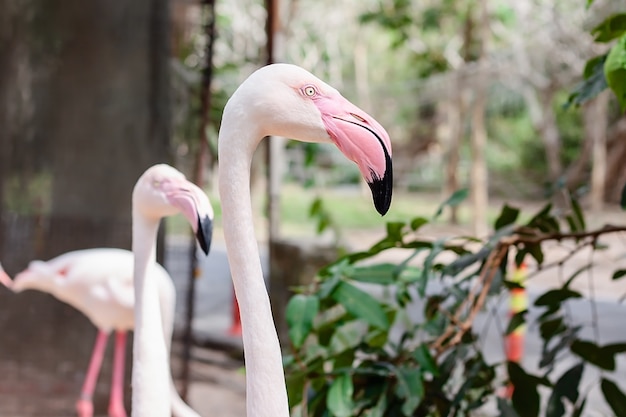 Head of Flamingo