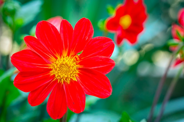 The head of a garden flower in close-up...