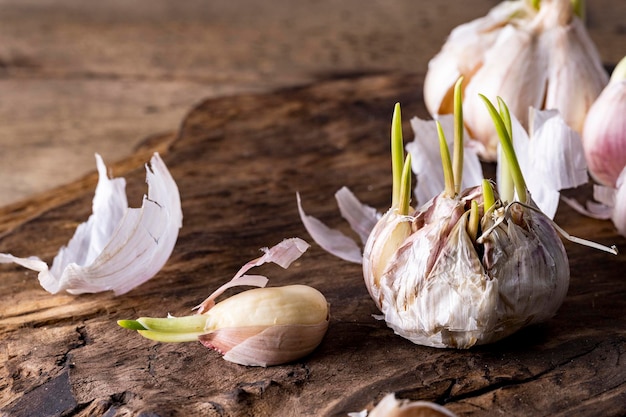 A head of garlic with green sprouts on a wooden dark background.