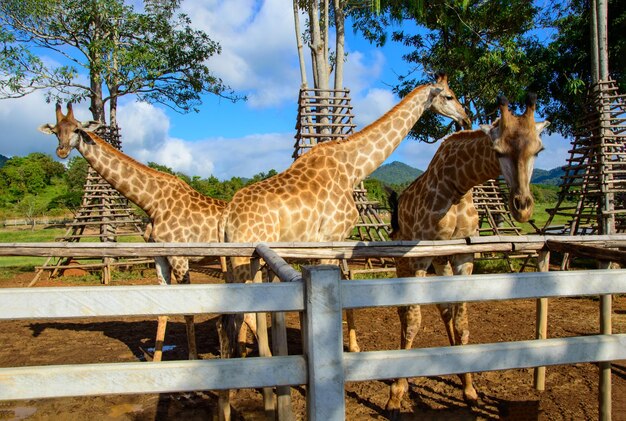 Head of Giraffe with forest and mountains background at Singha Park Chiangrai northern of Thailand