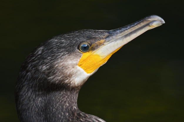 Head great cormorant on a dark background Phalacrocorax carbo