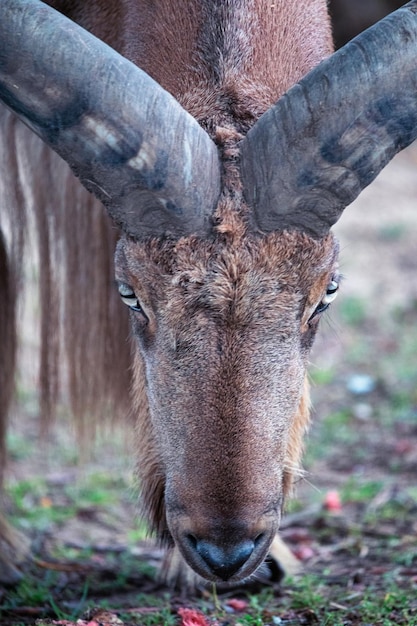 Head and horns of a wild goat closeup