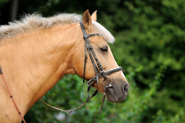 Head of horse close up.