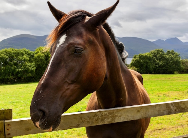 Head of horse on the meadow