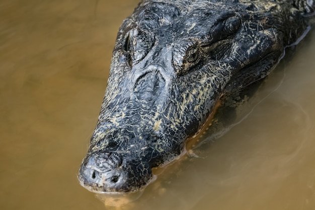 The head of a Kaiman is lying on the waterfront in the Amazon forest.