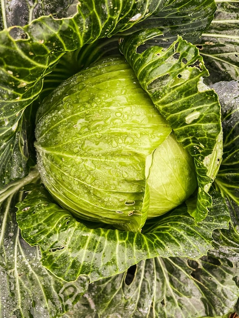 A head of large cabbage in raindrops on the bed Close shooting Top view