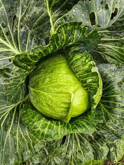 A head of large cabbage in raindrops on the bed Close shooting Top view