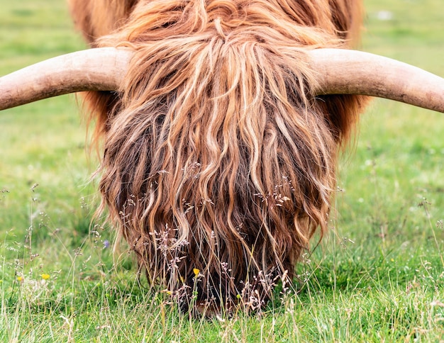 The head of a large male yak is covered with beautiful hair