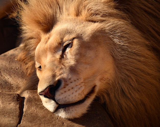 The head of the lion king of beasts on a stone with narrowed eyes