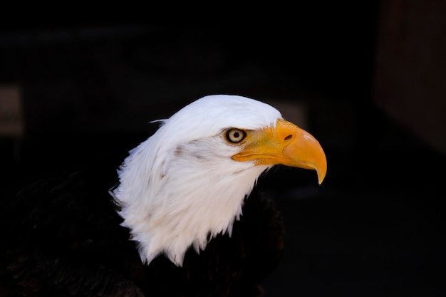 Head of a majestic golden eagle