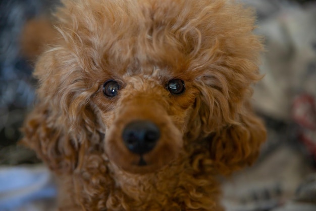 The head of a miniature red poodle