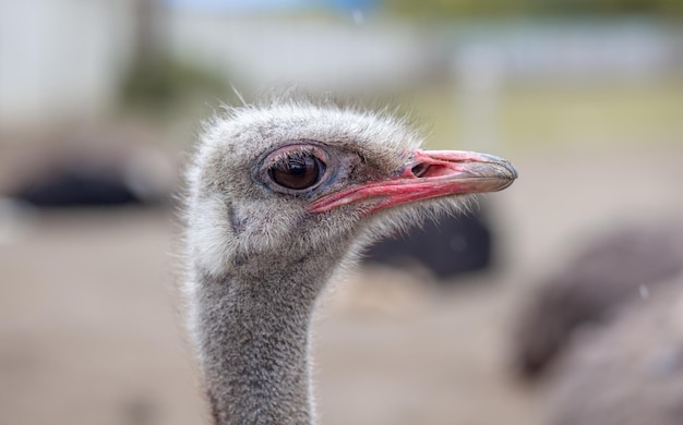 Photo head of an ostrich closeup an ostrich bird that does not fly is on an ostrich farm