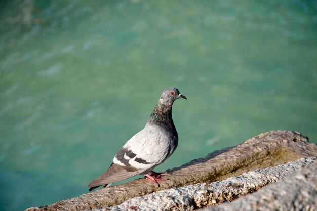 The head of a pigeons with red eyes Ornamental pool