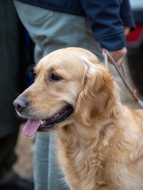 Head portrait of Golden Retriever purebred dog next to his owner