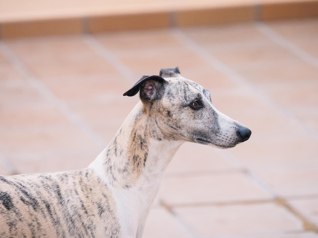 Head profile portrait of whippet brindle purebred dog