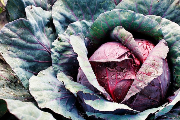 A head of red cabbage grows in the garden Photo of a vegetable with a top view