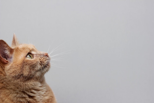 The head of a red cat. A ginger cat looking up in front of him.