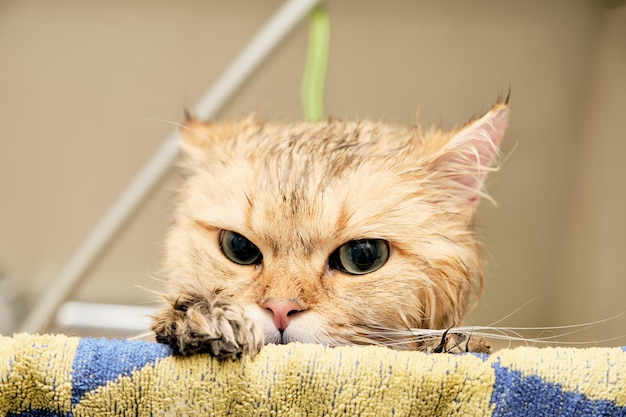 The head of a red cat peeks out from behind a towel hanging on the edge of the grooming bathroom