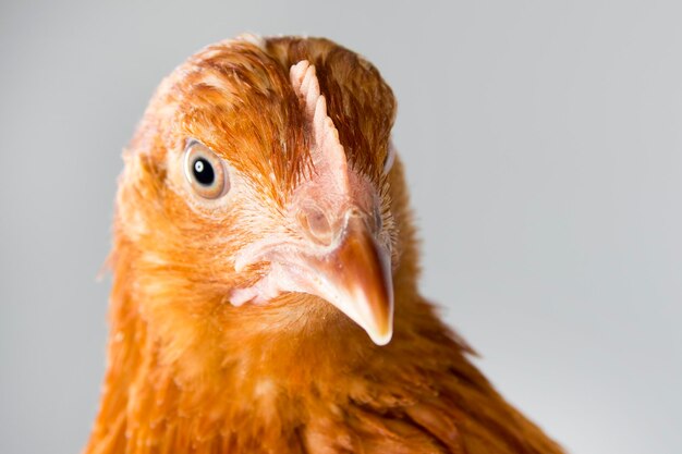 Head of red hen