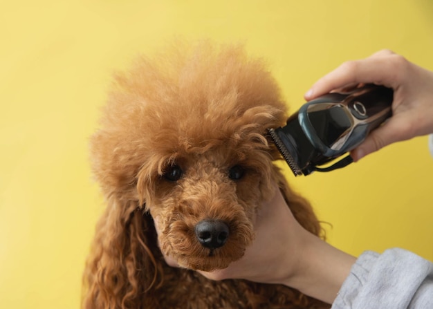 The head of a red miniature poodle and a hand with a dog clipper on a yellow background