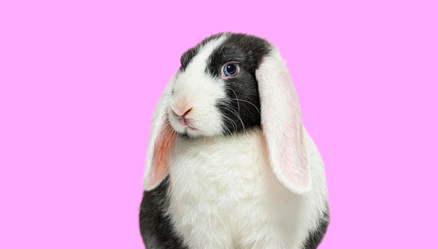 Head shot of Black and white lop rabbit blue eyed on pink background