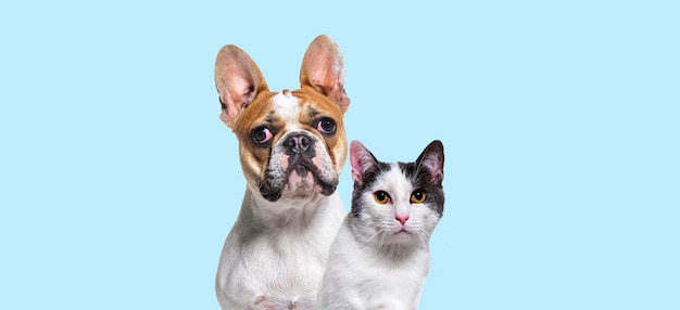 Head shot of French bulldog and a crossbreed cat together on a b