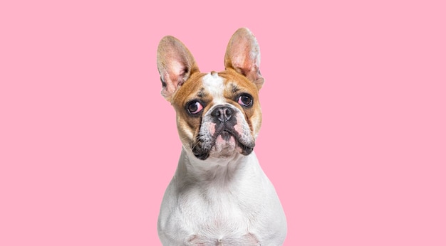 Head shot of French bulldog on a pink background