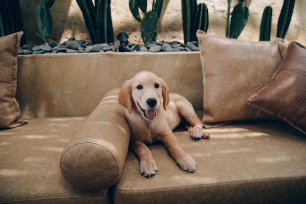 Head shot of Golden Retriever looking very interested