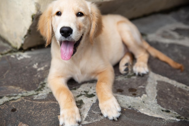 Head shot of Golden Retriever looking very interested