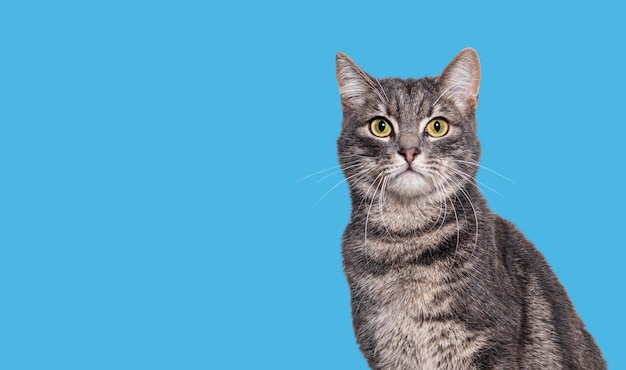 Head shot of a Grey tabby cat sitting and looking at the camera on blue background