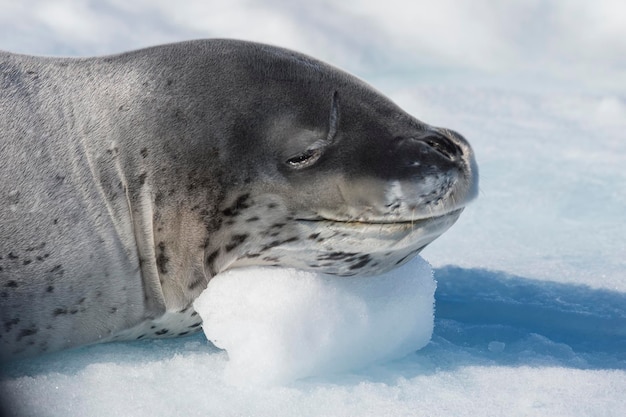 Head shot of a leopard seal on an ice