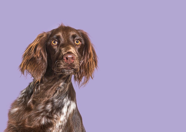 Head shot of long haired munsterlander dog looking away in front of purple background