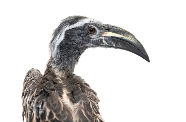 Head shot of a Male african grey hornbill Lophoceros nasutus i