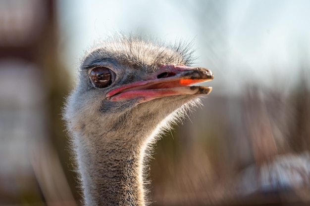 Head shot of an ostrich looking at camera Ostrich Head Ostrich head closeup outdoors