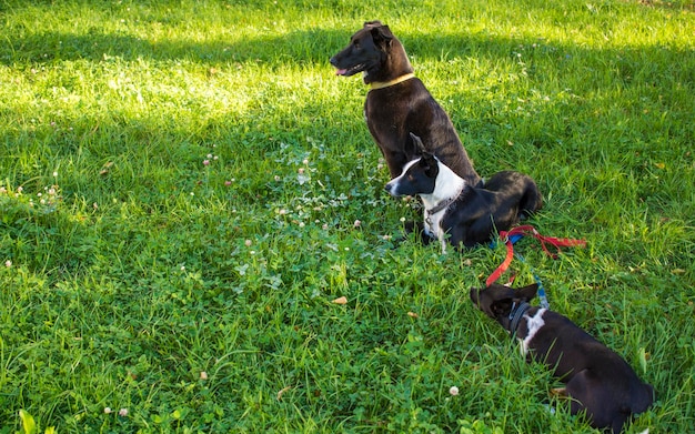 Head shot of three dogs of blurry green background Side profile view