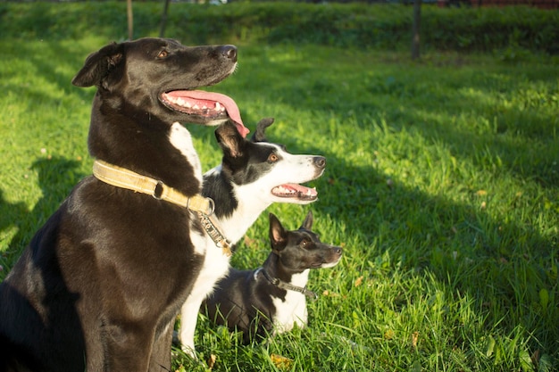 Head shot of three dogs of blurry green background Side profile view