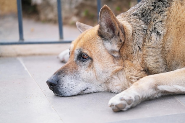 Head and snout of a large fluffy red dog lying on the street closeup