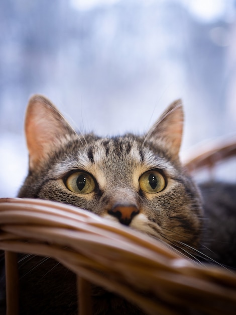 Head of a tabby cat, close-up, peeking out of shelter