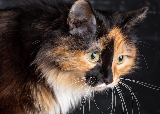 Head of tricolor domestic cat close up on dark gray background Horizontal orientation