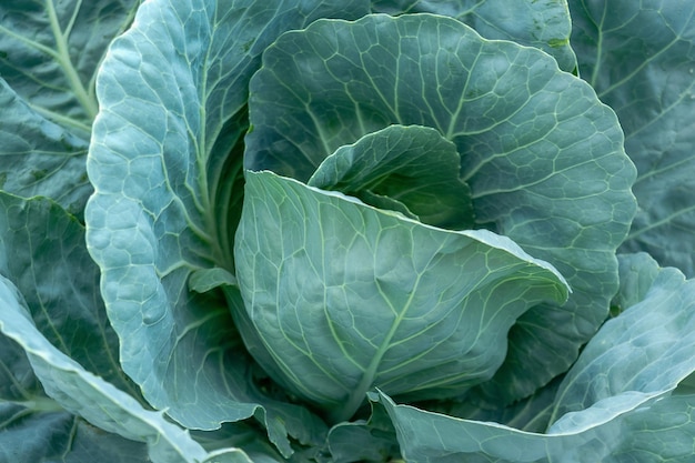 Head of white cabbage close-up. Gardening. Horizontal photo.