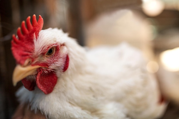 The head of a white rooster broiler Red comb Agriculture animal husbandry