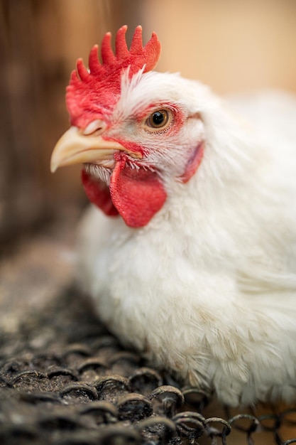 The head of a white rooster broiler Red comb Agriculture animal husbandry