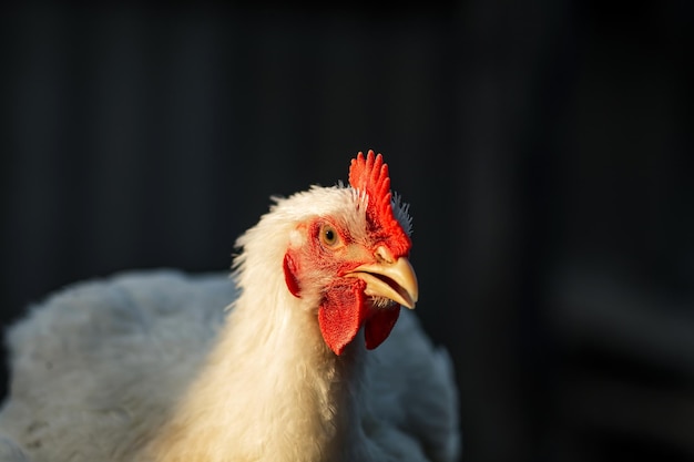 The head of a white rooster broiler Red comb Agriculture animal husbandry