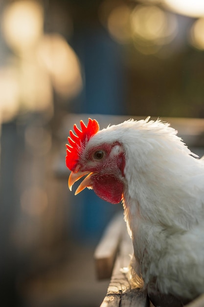 The head of a white rooster broiler Red comb Agriculture animal husbandry