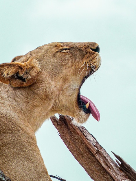 head of yawning lioness in profile on a branch